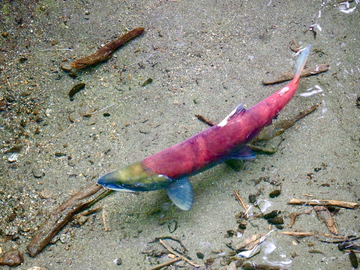 Atlantic Salmon