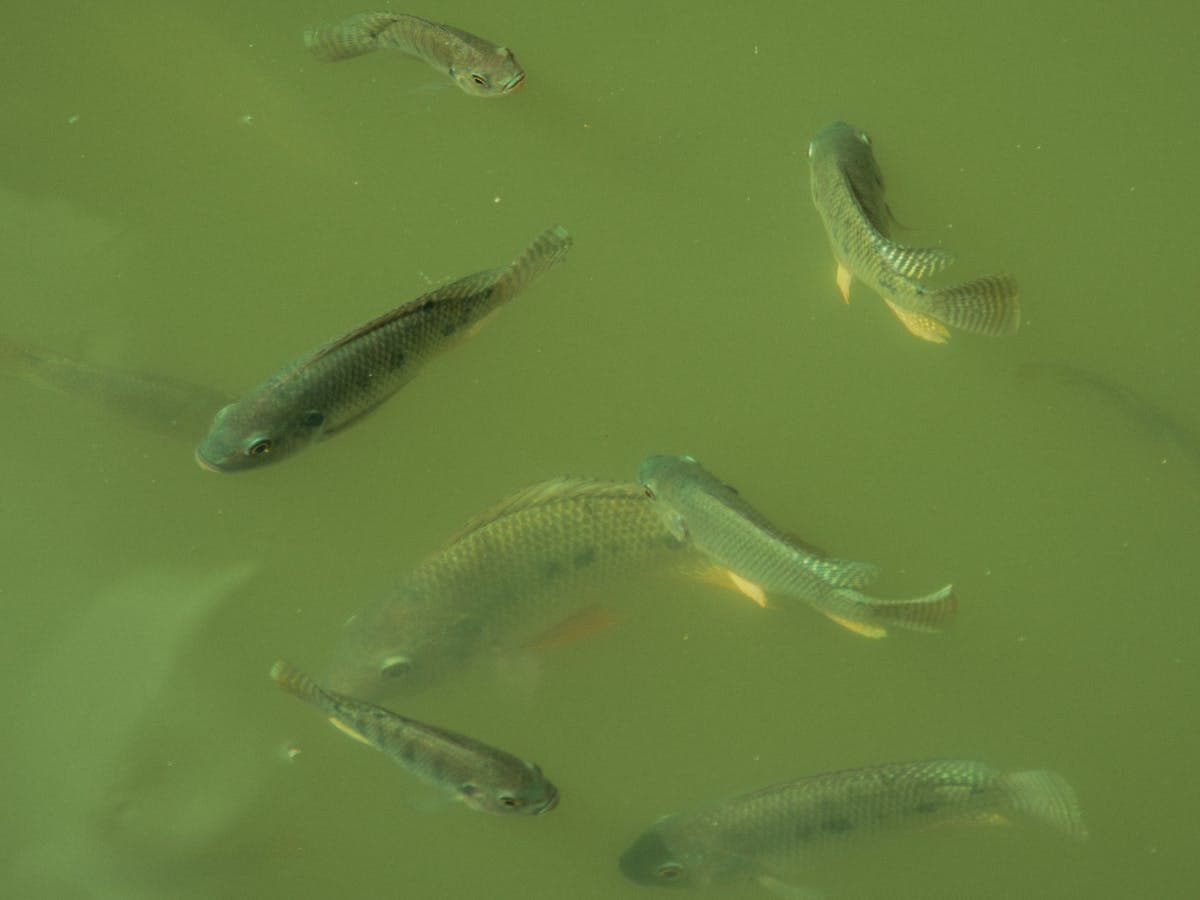 Tilapia