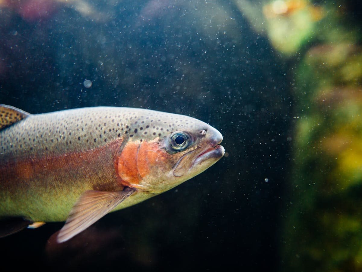 Rainbow Trout