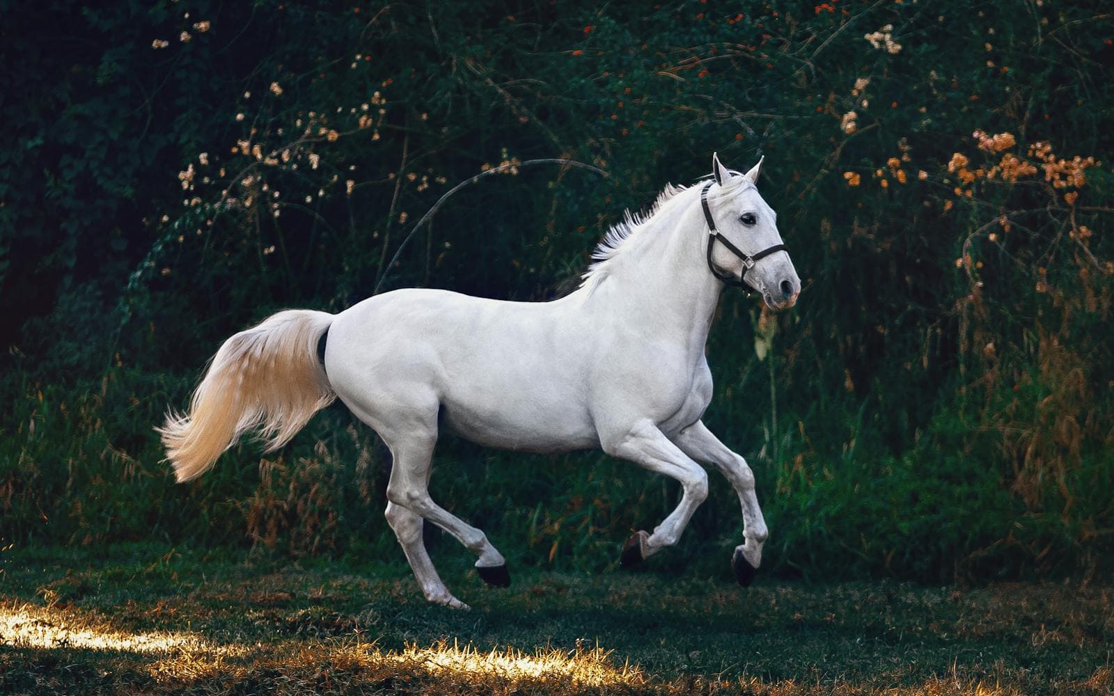 Equine