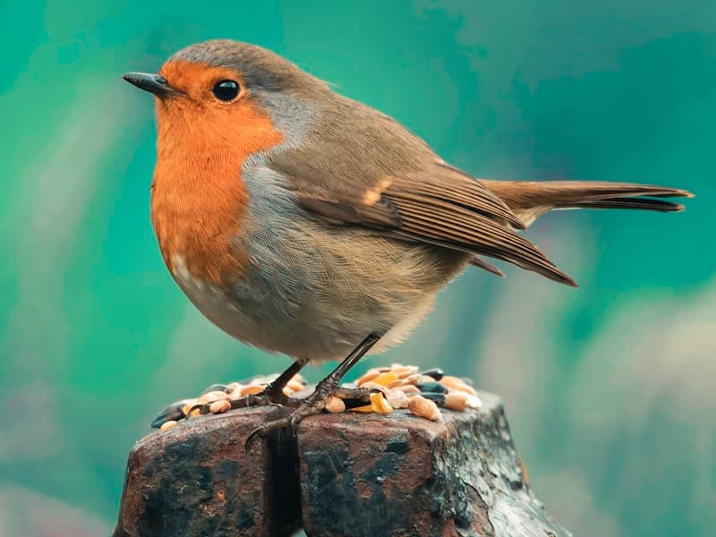 Standardized Monitoring