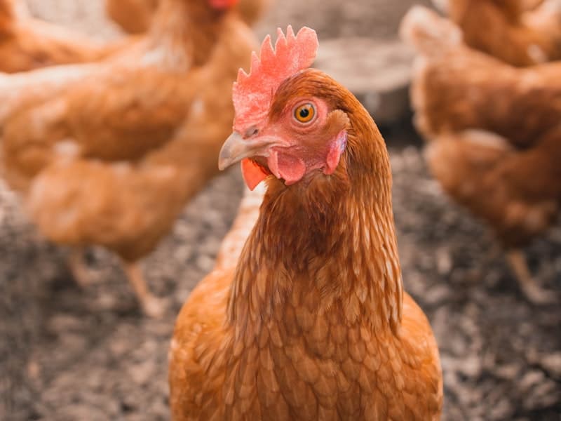 Faster, more confident action