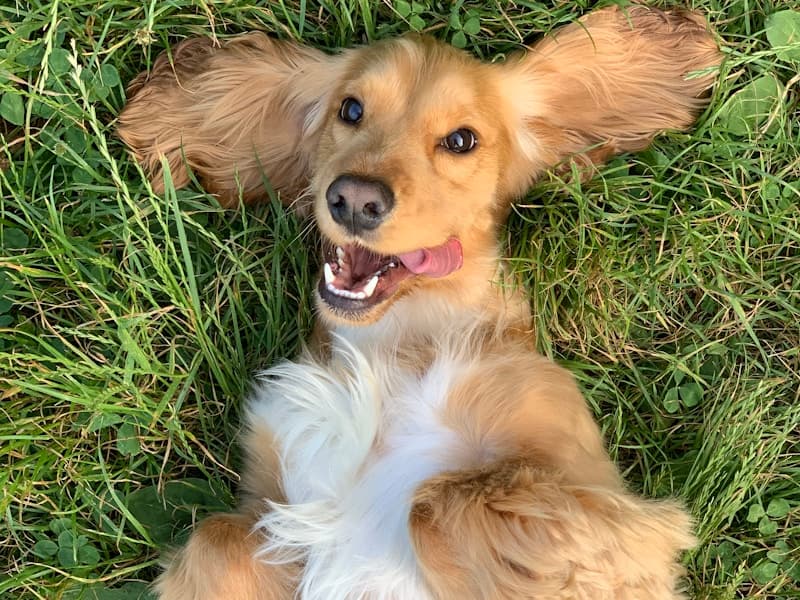 Automated Tracking at Scale