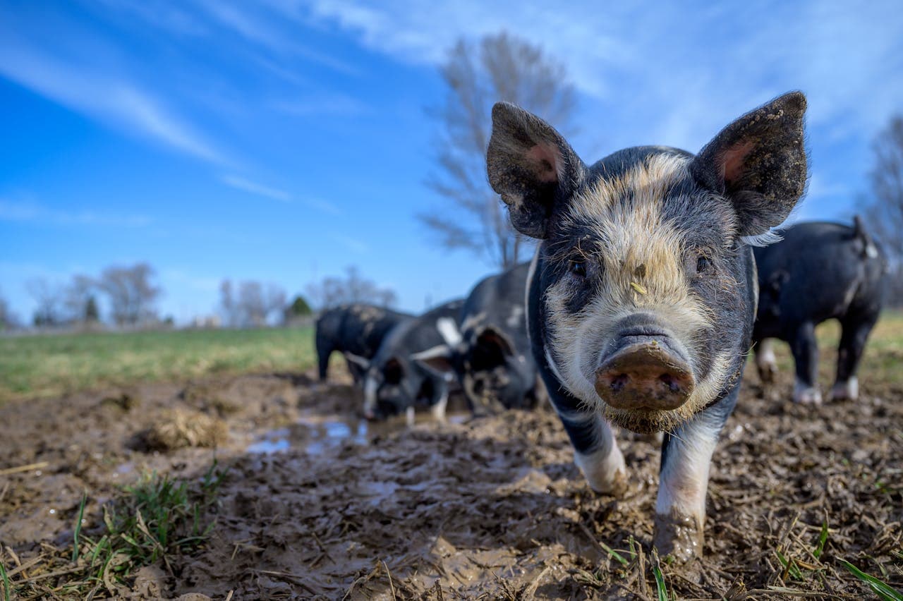 Swine