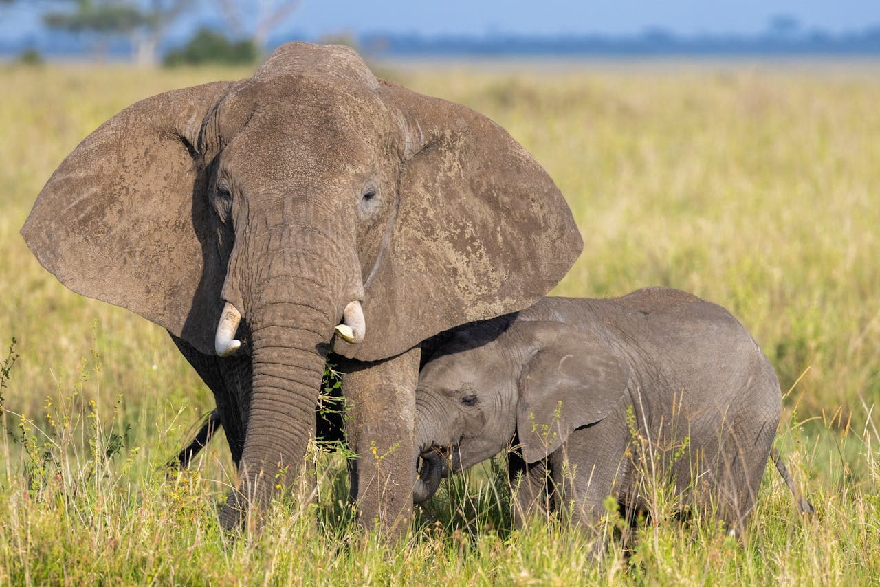 Wildlife Conservation